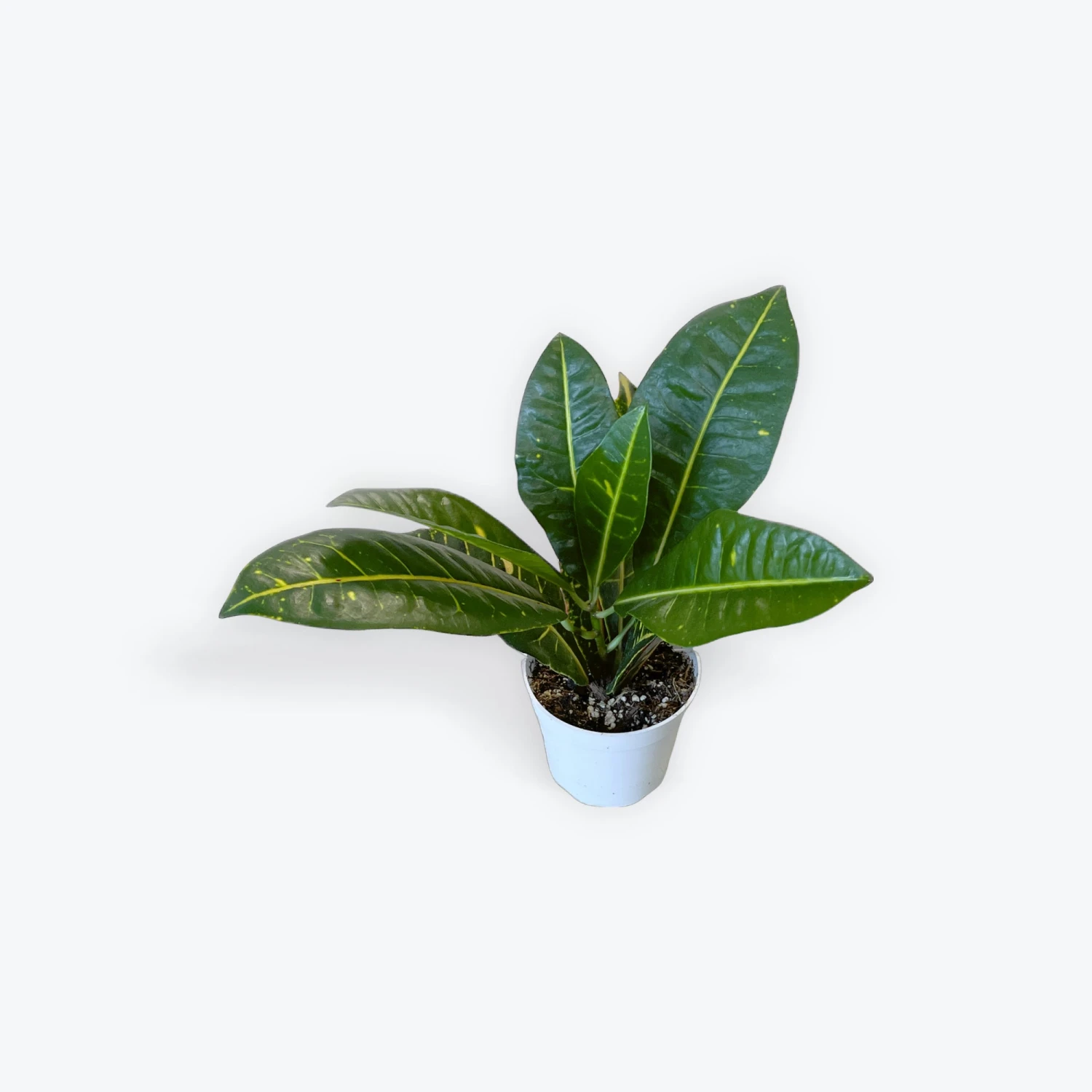 Croton Petra 2 Croton Petra - Image 2