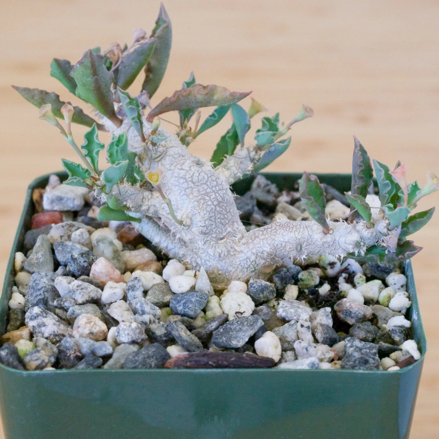 Euphorbia Capsaintemariensis 1 Euphorbia Capsaintemariensis