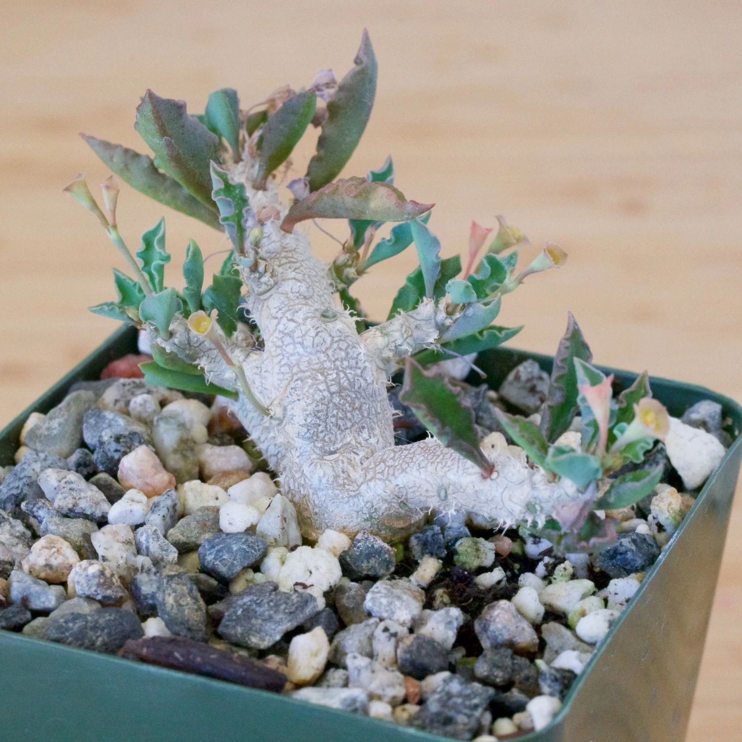 Euphorbia Capsaintemariensis 7 Euphorbia Capsaintemariensis - Image 7