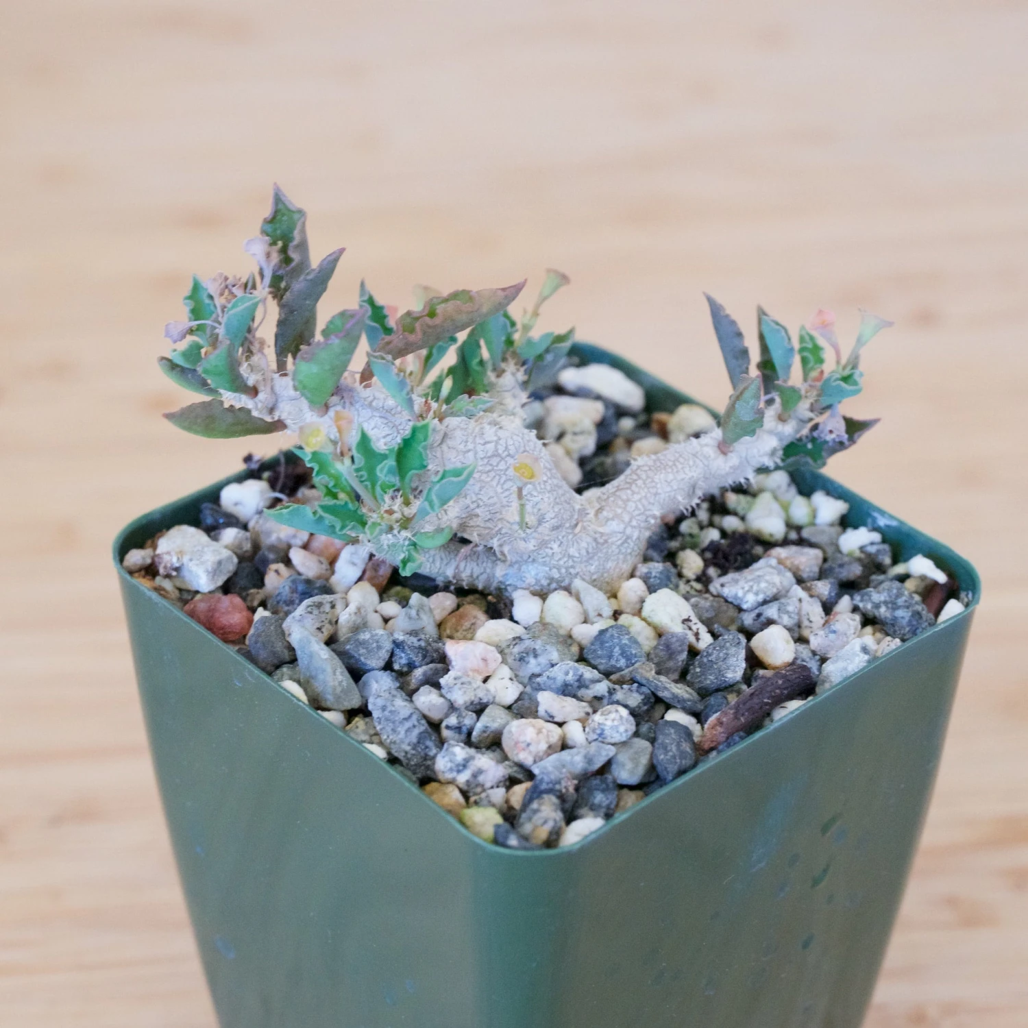 Euphorbia Capsaintemariensis 2 Euphorbia Capsaintemariensis - Image 2