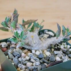 Euphorbia Capsaintemariensis 13 Euphorbia Capsaintemariensis -Cloud-Hidden Plants s753278155256112669 p170 i13 w1951