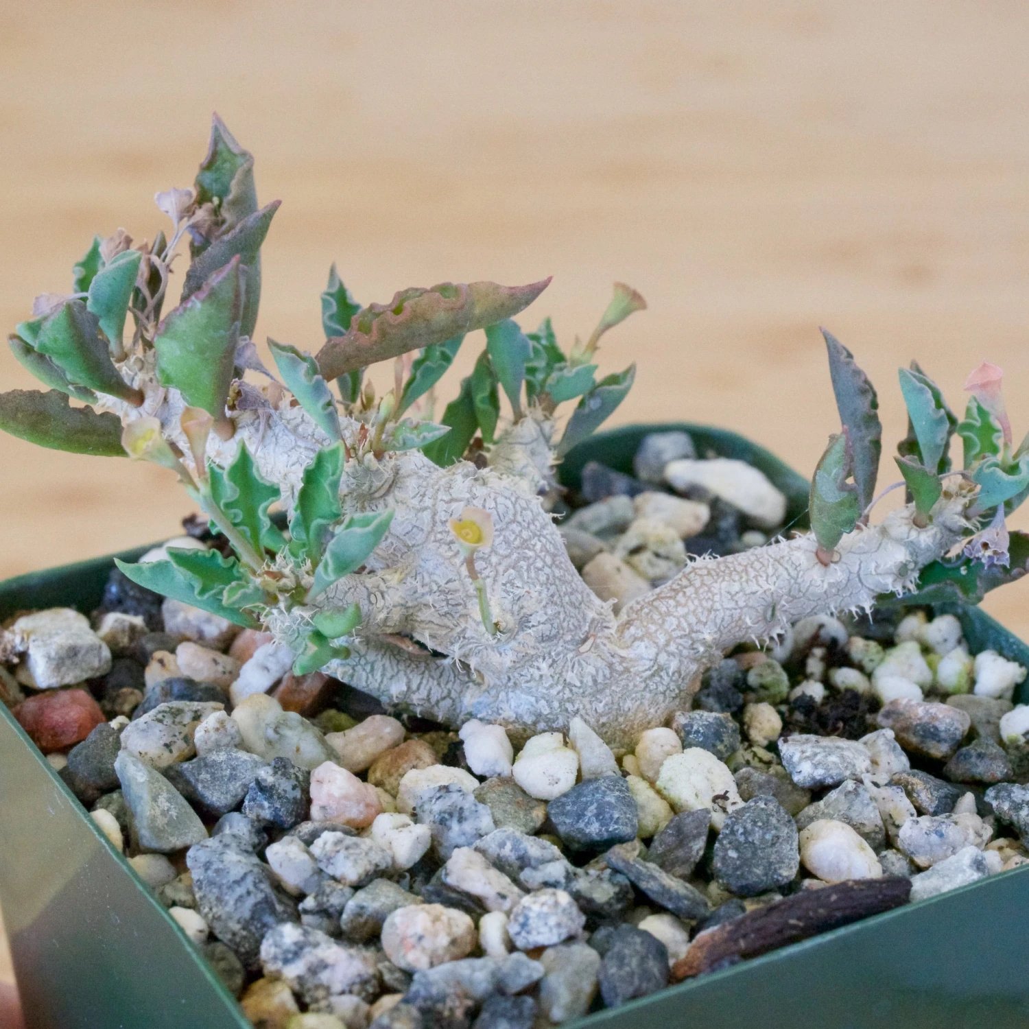 Euphorbia Capsaintemariensis 6 Euphorbia Capsaintemariensis - Image 6