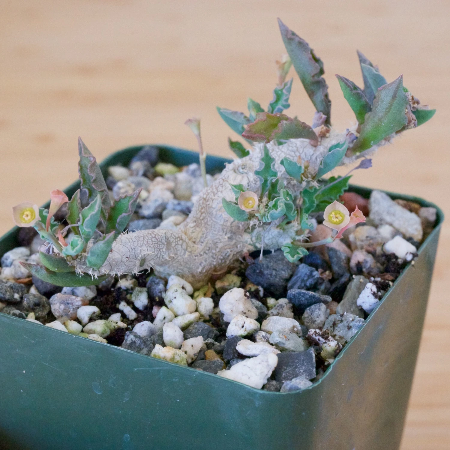 Euphorbia Capsaintemariensis 8 Euphorbia Capsaintemariensis - Image 8