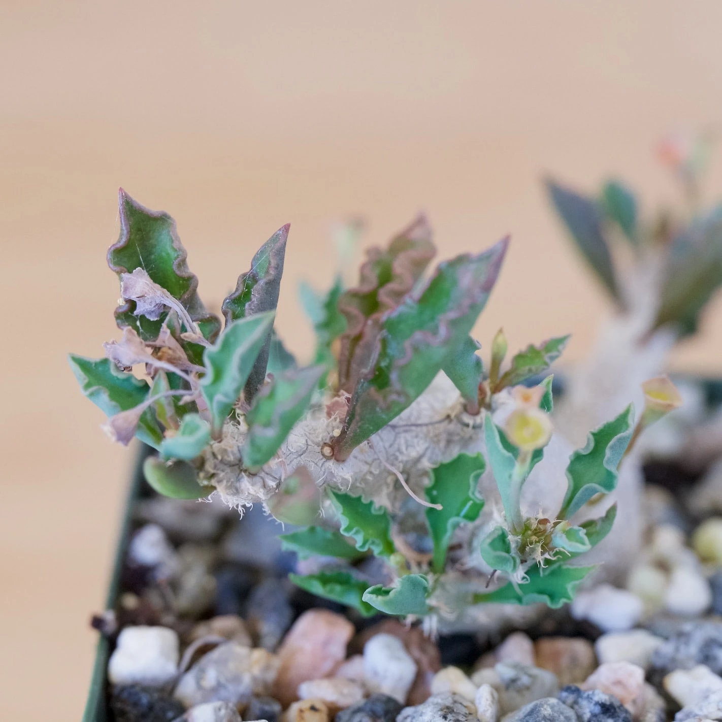 Euphorbia Capsaintemariensis 5 Euphorbia Capsaintemariensis - Image 5