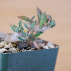 Euphorbia Capsaintemariensis 10 Euphorbia Capsaintemariensis -Cloud-Hidden Plants s753278155256112669 p170 i8 w1953