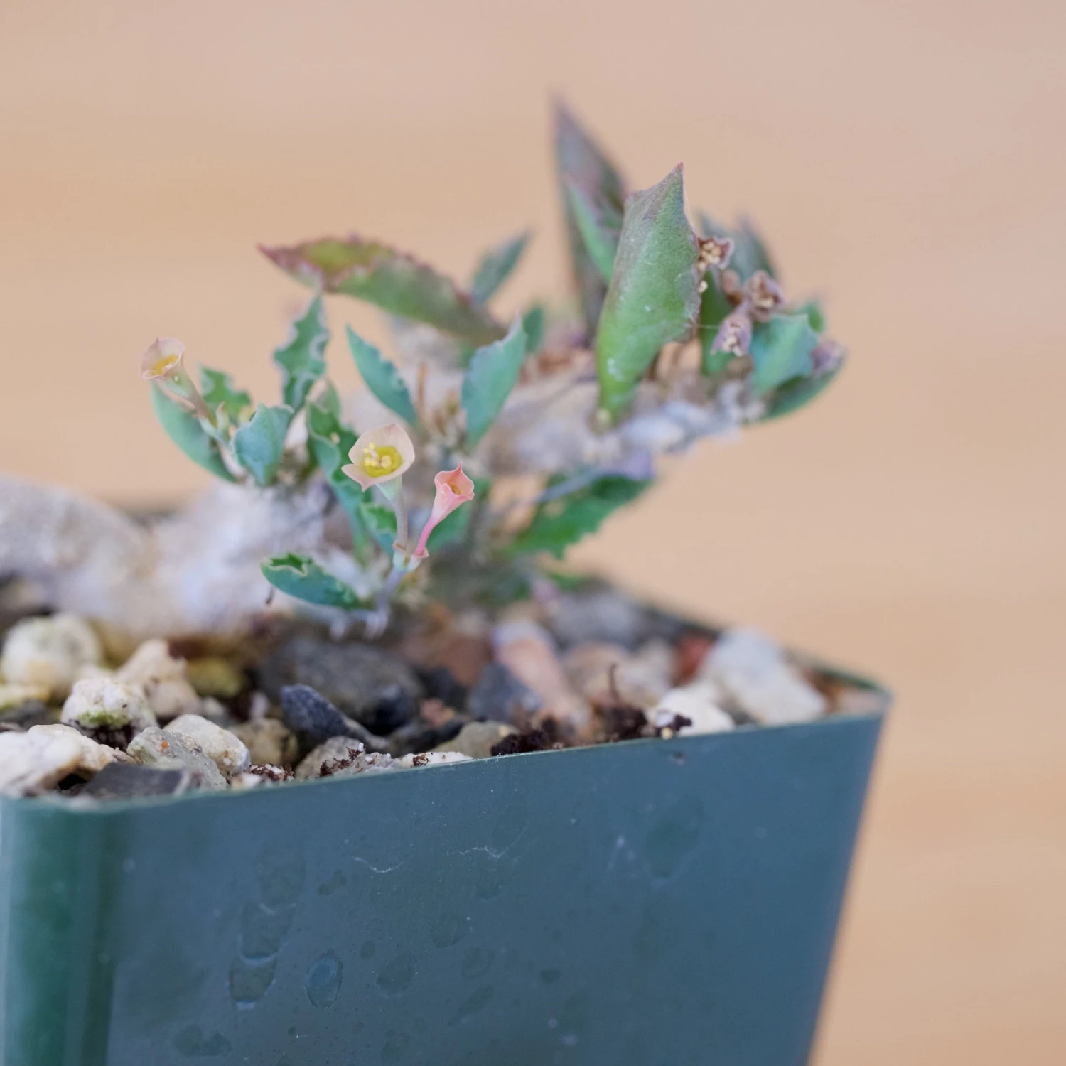 Euphorbia Capsaintemariensis 3 Euphorbia Capsaintemariensis - Image 3