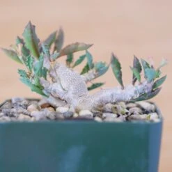 Euphorbia Capsaintemariensis 11 Euphorbia Capsaintemariensis -Cloud-Hidden Plants s753278155256112669 p170 i9 w1924