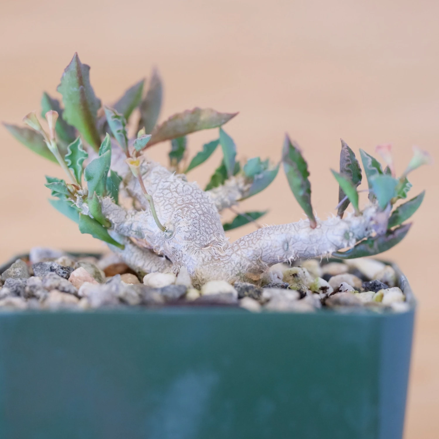 Euphorbia Capsaintemariensis 4 Euphorbia Capsaintemariensis - Image 4