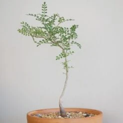 Operculicarya Decaryi