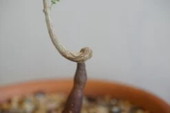 Operculicarya Decaryi -Cloud-Hidden Plants s753278155256112669 p225 i3 w1616