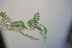 Operculicarya Decaryi -Cloud-Hidden Plants s753278155256112669 p225 i5 w1616