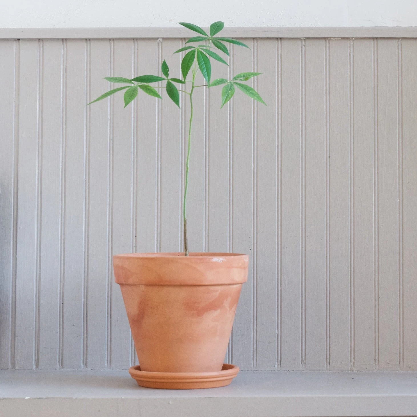 Ceiba Insignis 2 Ceiba Insignis - Image 2