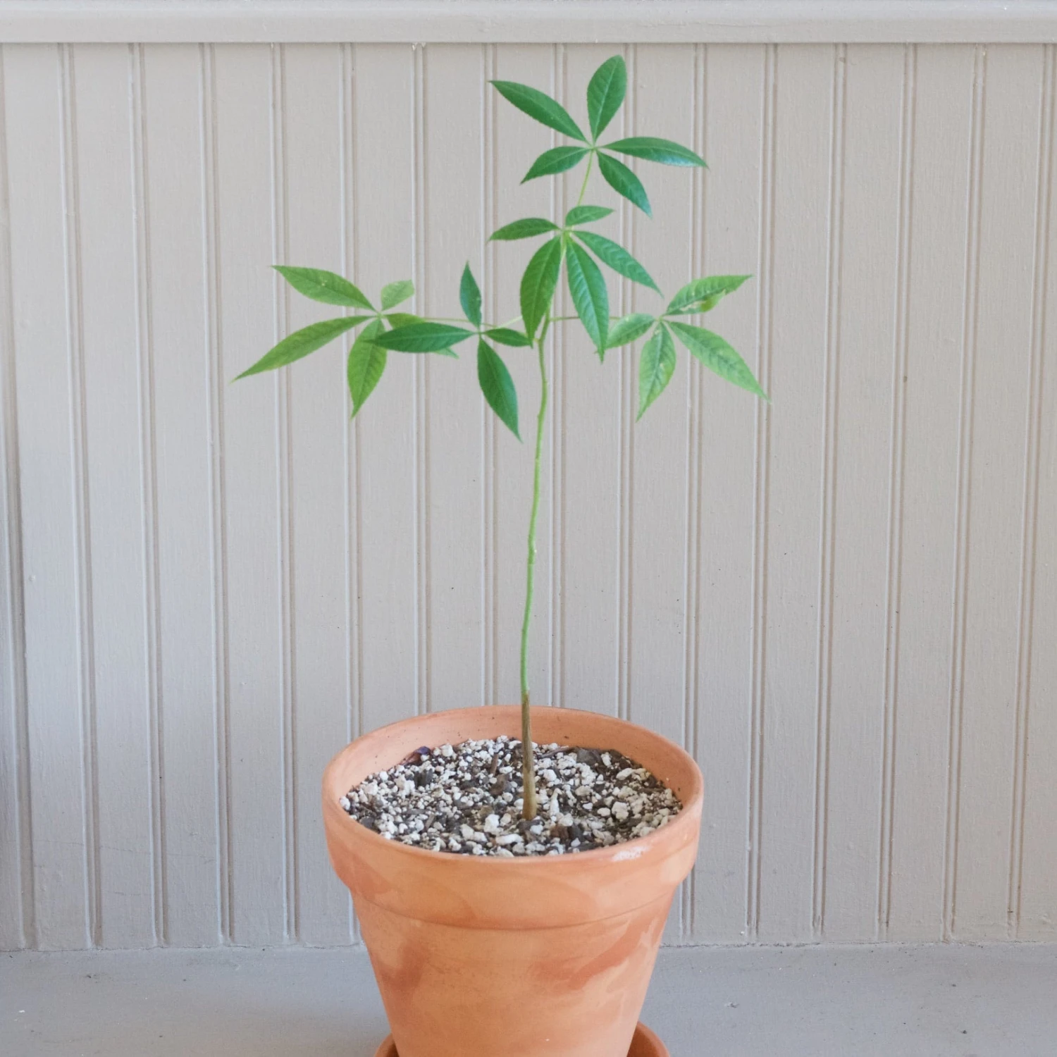 Ceiba Insignis 1 Ceiba Insignis