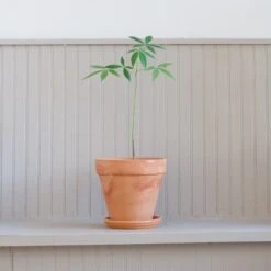 Ceiba Insignis 7 Ceiba Insignis -Cloud-Hidden Plants s753278155256112669 p227 i4 w1727