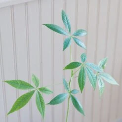 Ceiba Insignis 9 Ceiba Insignis -Cloud-Hidden Plants s753278155256112669 p227 i5 w1980