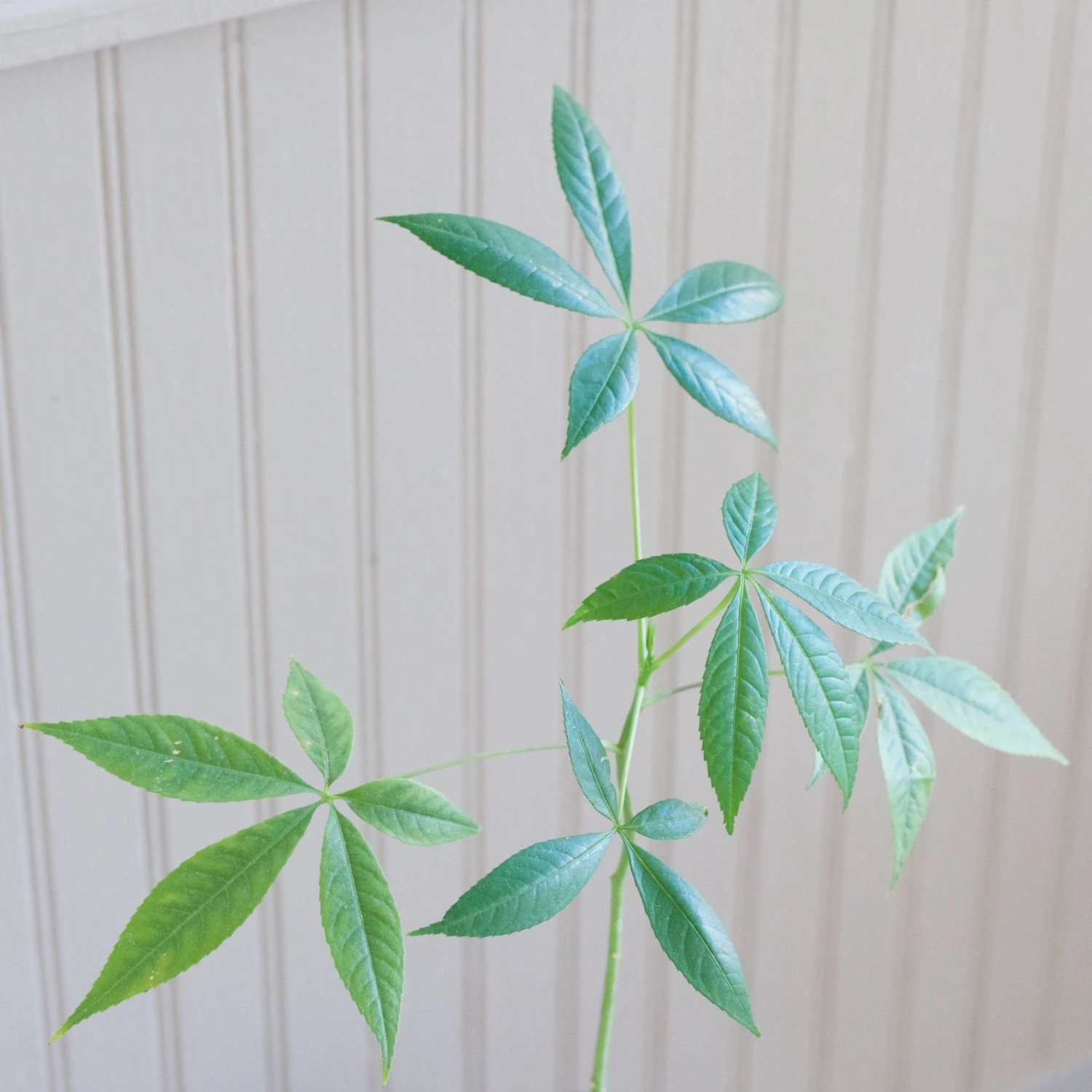 Ceiba Insignis 5 Ceiba Insignis - Image 5