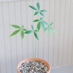 Ceiba Insignis 8 Ceiba Insignis -Cloud-Hidden Plants s753278155256112669 p227 i6 w1995