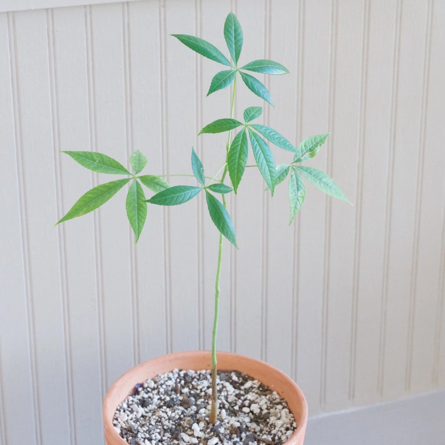Ceiba Insignis 4 Ceiba Insignis - Image 4
