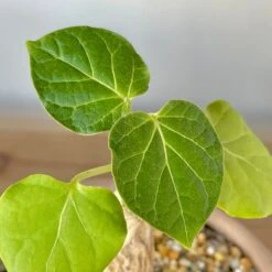 Matelea (Gonolobus) Cyclophylla 6 Matelea (Gonolobus) Cyclophylla -Cloud-Hidden Plants s753278155256112669 p236 i10 w3024