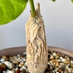 Matelea (Gonolobus) Cyclophylla 7 Matelea (Gonolobus) Cyclophylla -Cloud-Hidden Plants s753278155256112669 p236 i11 w3024