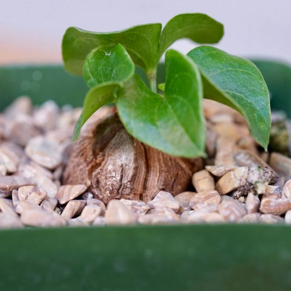 Dioscorea Elephantipes 2 Dioscorea Elephantipes - Image 2