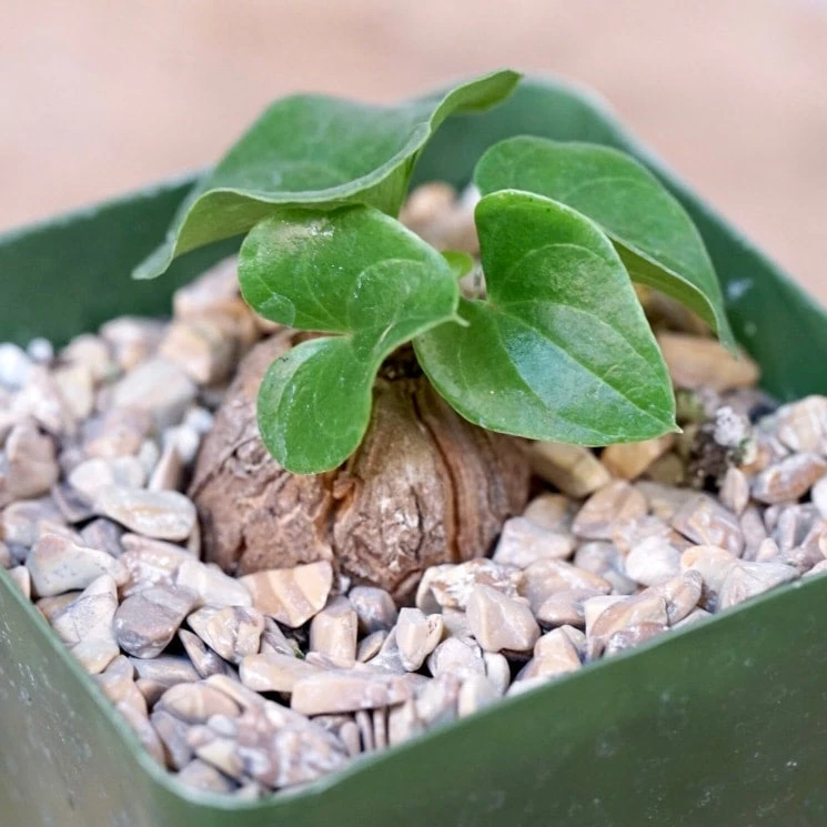 Dioscorea Elephantipes 4 Dioscorea Elephantipes - Image 4