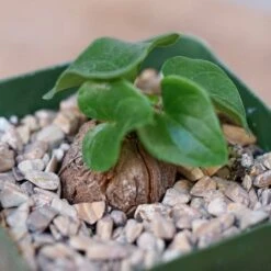 Dioscorea Elephantipes 11 Dioscorea Elephantipes -Cloud-Hidden Plants s753278155256112669 p243 i13 w1034