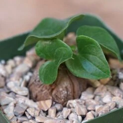 Dioscorea Elephantipes 10 Dioscorea Elephantipes -Cloud-Hidden Plants s753278155256112669 p243 i14 w622