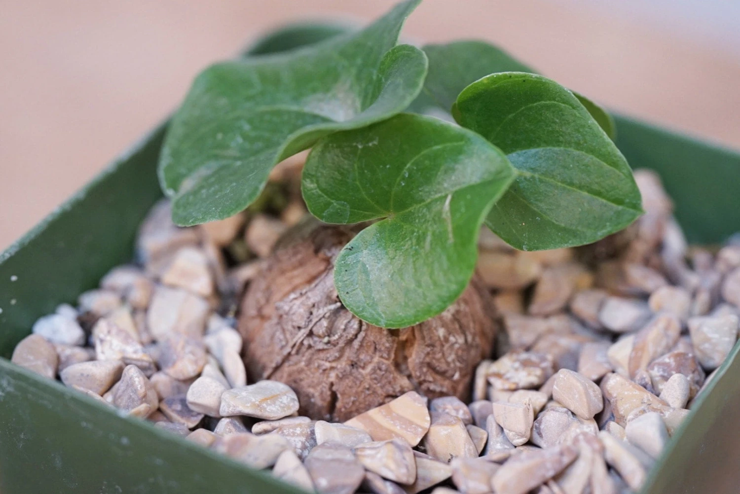 Dioscorea Elephantipes 1 Dioscorea Elephantipes