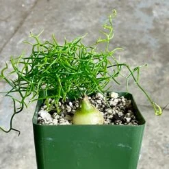 Bowiea Volubilis (Climbing Onion Or Sea Onion) 11 Bowiea Volubilis (Climbing Onion Or Sea Onion) -Cloud-Hidden Plants s753278155256112669 p245 i10 w2564