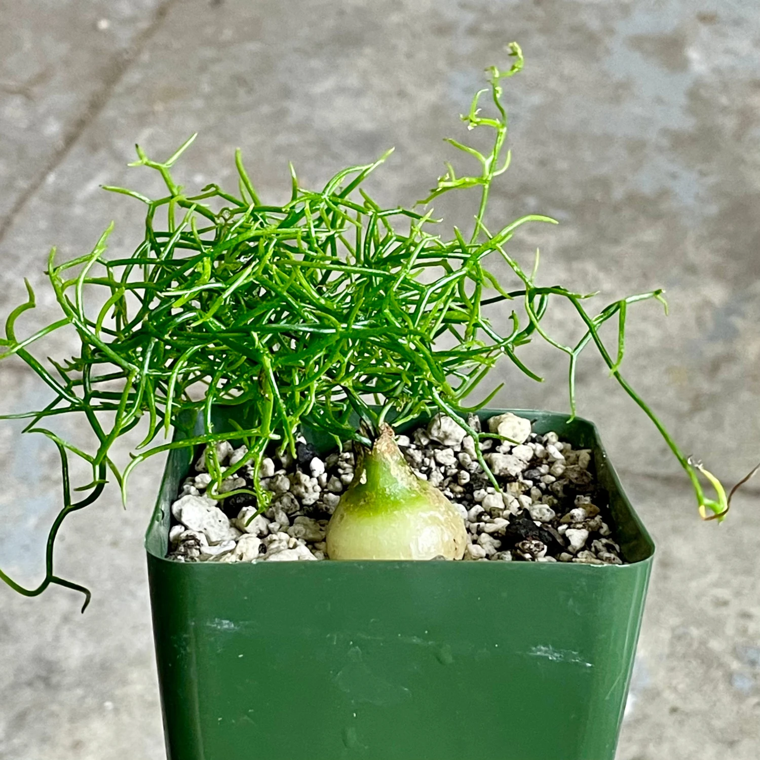 Bowiea Volubilis (Climbing Onion Or Sea Onion) 4 Bowiea Volubilis (Climbing Onion Or Sea Onion) - Image 4