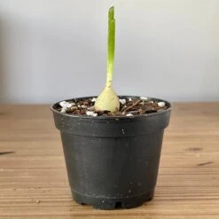 Bowiea Volubilis (Climbing Onion Or Sea Onion) 10 Bowiea Volubilis (Climbing Onion Or Sea Onion) -Cloud-Hidden Plants s753278155256112669 p245 i11 w2879