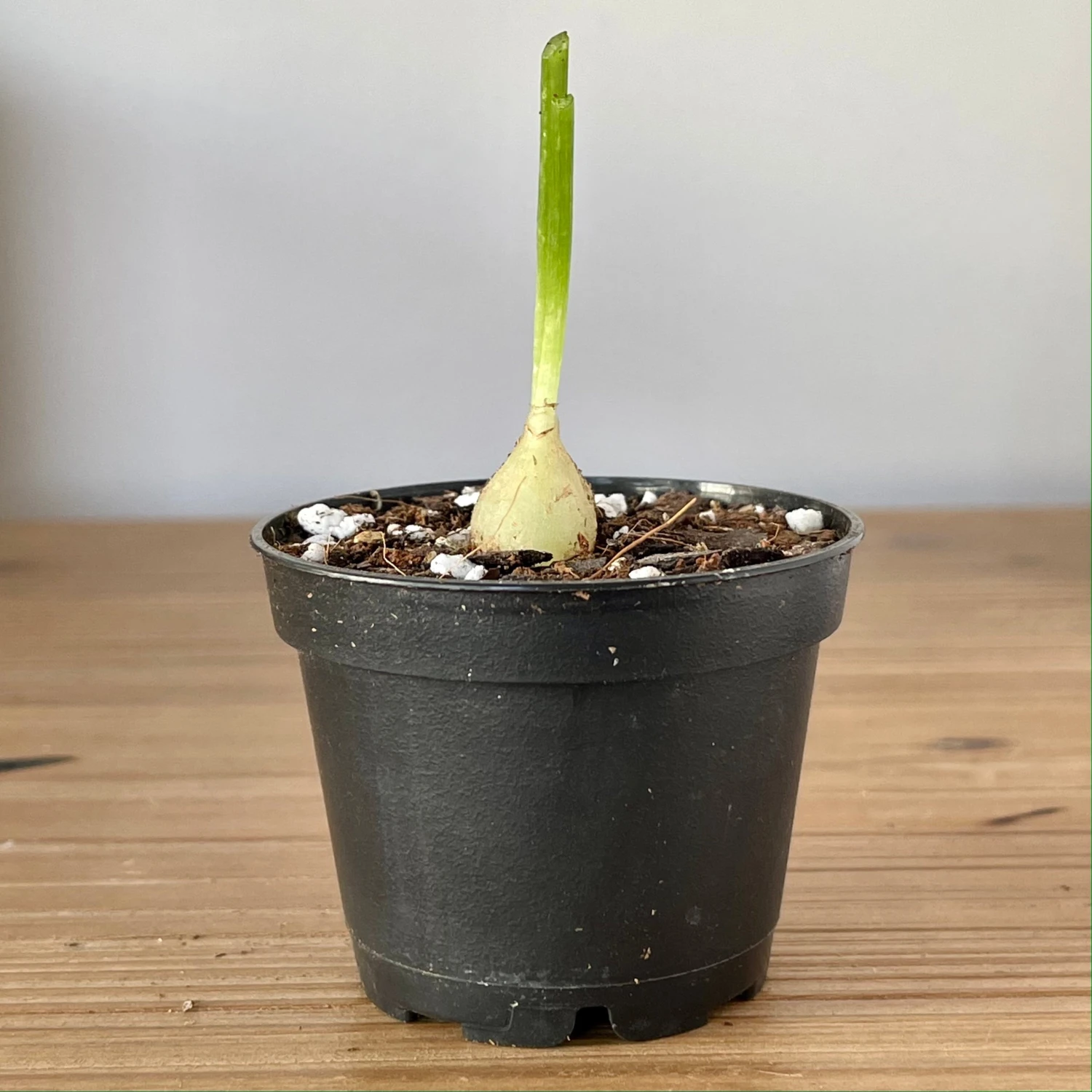 Bowiea Volubilis (Climbing Onion Or Sea Onion) 3 Bowiea Volubilis (Climbing Onion Or Sea Onion) - Image 3