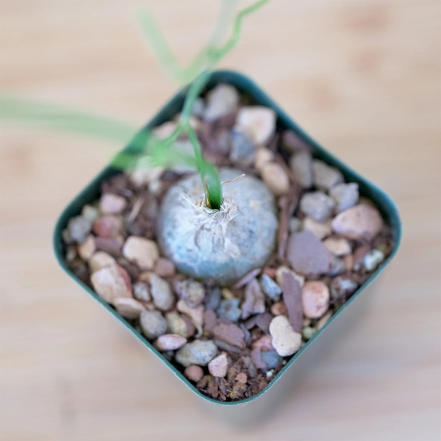 Bowiea Volubilis (Climbing Onion Or Sea Onion) 7 Bowiea Volubilis (Climbing Onion Or Sea Onion) - Image 7