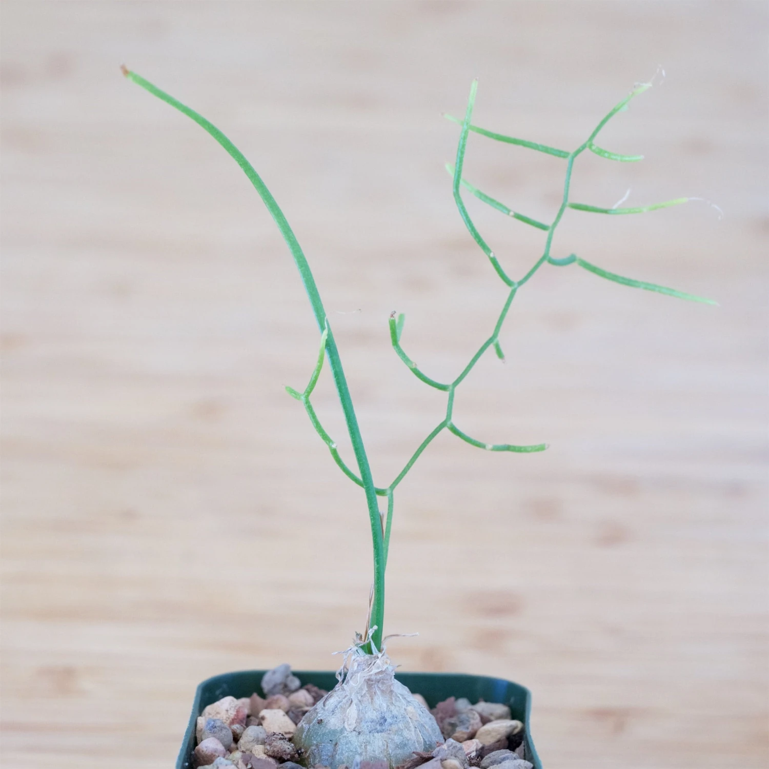 Bowiea Volubilis (Climbing Onion Or Sea Onion) 1 Bowiea Volubilis (Climbing Onion Or Sea Onion)