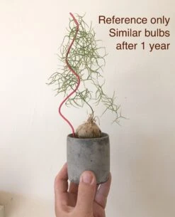 Bowiea Volubilis (Climbing Onion Or Sea Onion) 12 Bowiea Volubilis (Climbing Onion Or Sea Onion) -Cloud-Hidden Plants s753278155256112669 p245 i6 w1457