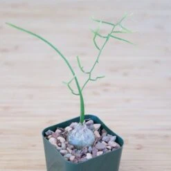 Bowiea Volubilis (Climbing Onion Or Sea Onion) 13 Bowiea Volubilis (Climbing Onion Or Sea Onion) -Cloud-Hidden Plants s753278155256112669 p245 i7 w1933