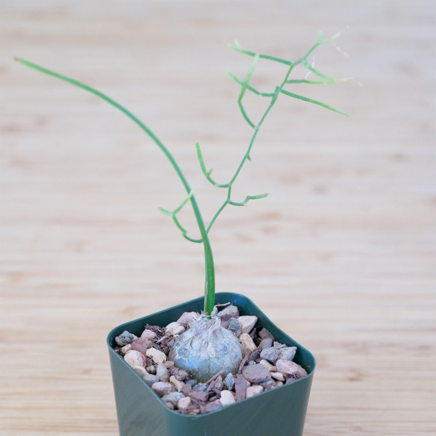 Bowiea Volubilis (Climbing Onion Or Sea Onion) 6 Bowiea Volubilis (Climbing Onion Or Sea Onion) - Image 6