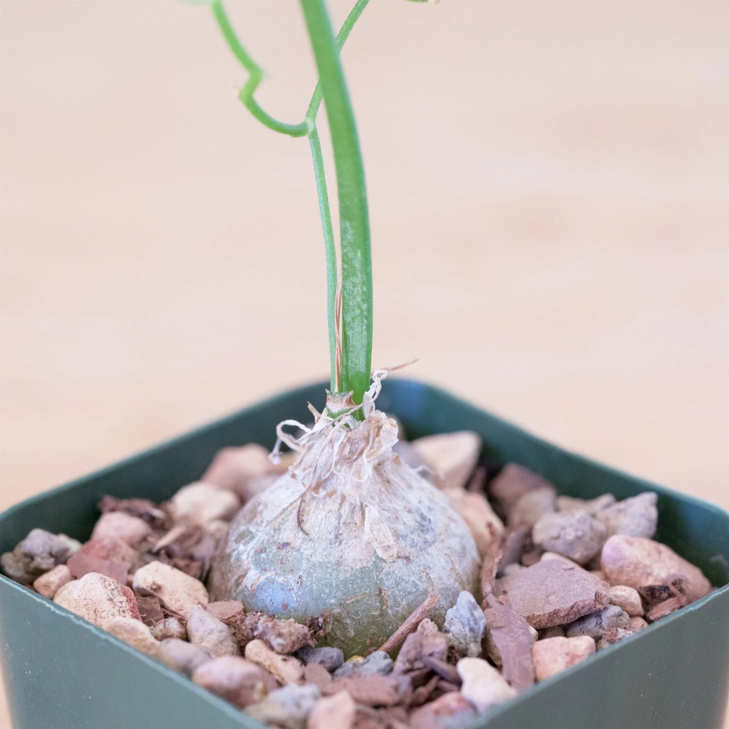 Bowiea Volubilis (Climbing Onion Or Sea Onion) 2 Bowiea Volubilis (Climbing Onion Or Sea Onion) - Image 2