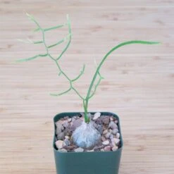 Bowiea Volubilis (Climbing Onion Or Sea Onion) 15 Bowiea Volubilis (Climbing Onion Or Sea Onion) -Cloud-Hidden Plants s753278155256112669 p245 i9 w1878