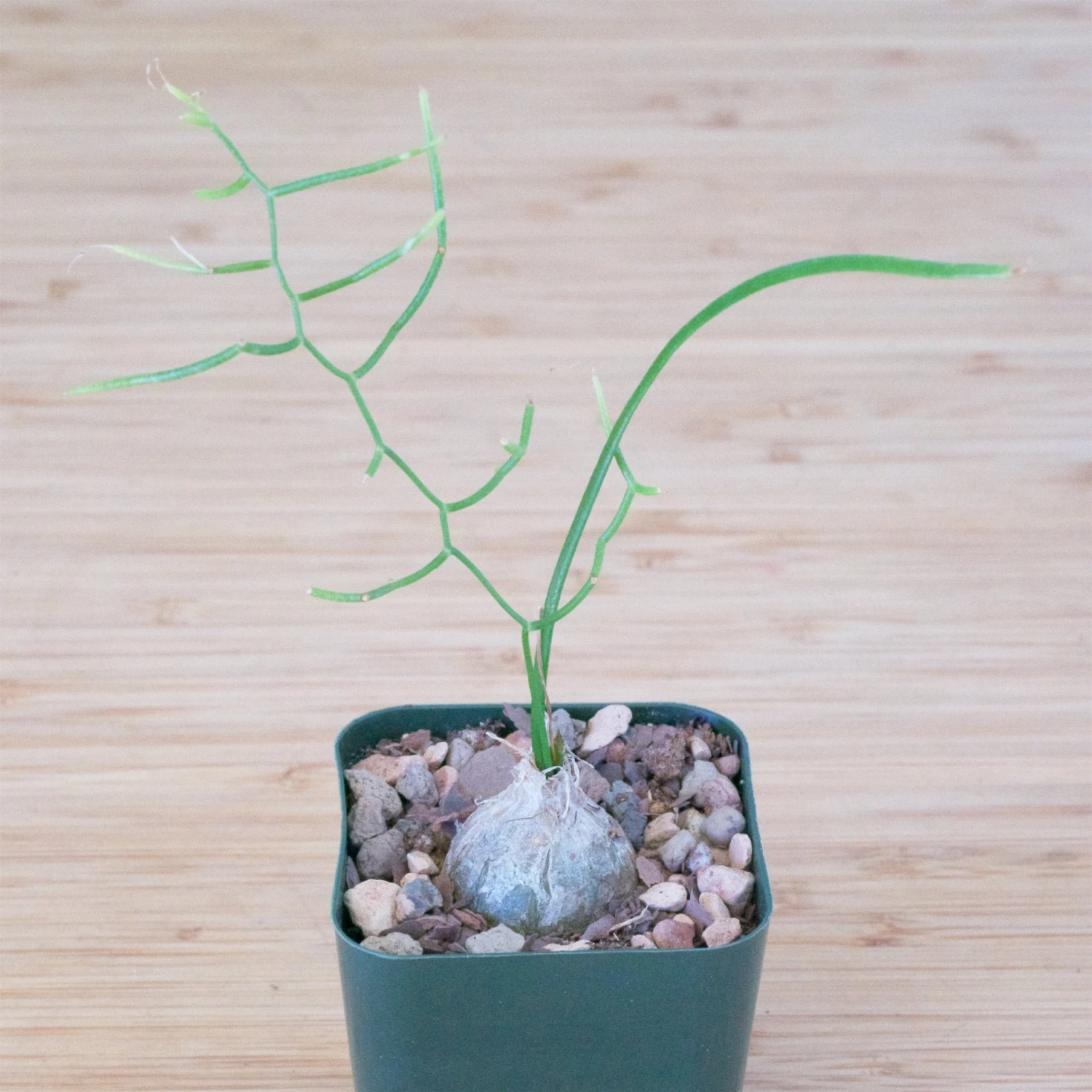 Bowiea Volubilis (Climbing Onion Or Sea Onion) 8 Bowiea Volubilis (Climbing Onion Or Sea Onion) - Image 8