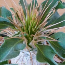 Pachypodium Namaquanum 9 Pachypodium Namaquanum -Cloud-Hidden Plants s753278155256112669 p248 i1 w1802