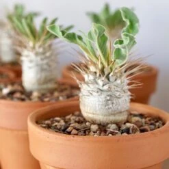 Pachypodium Namaquanum