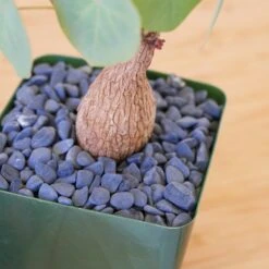 Stephania Venosa Medium 19 Stephania Venosa Medium -Cloud-Hidden Plants s753278155256112669 p265 i10 w1970