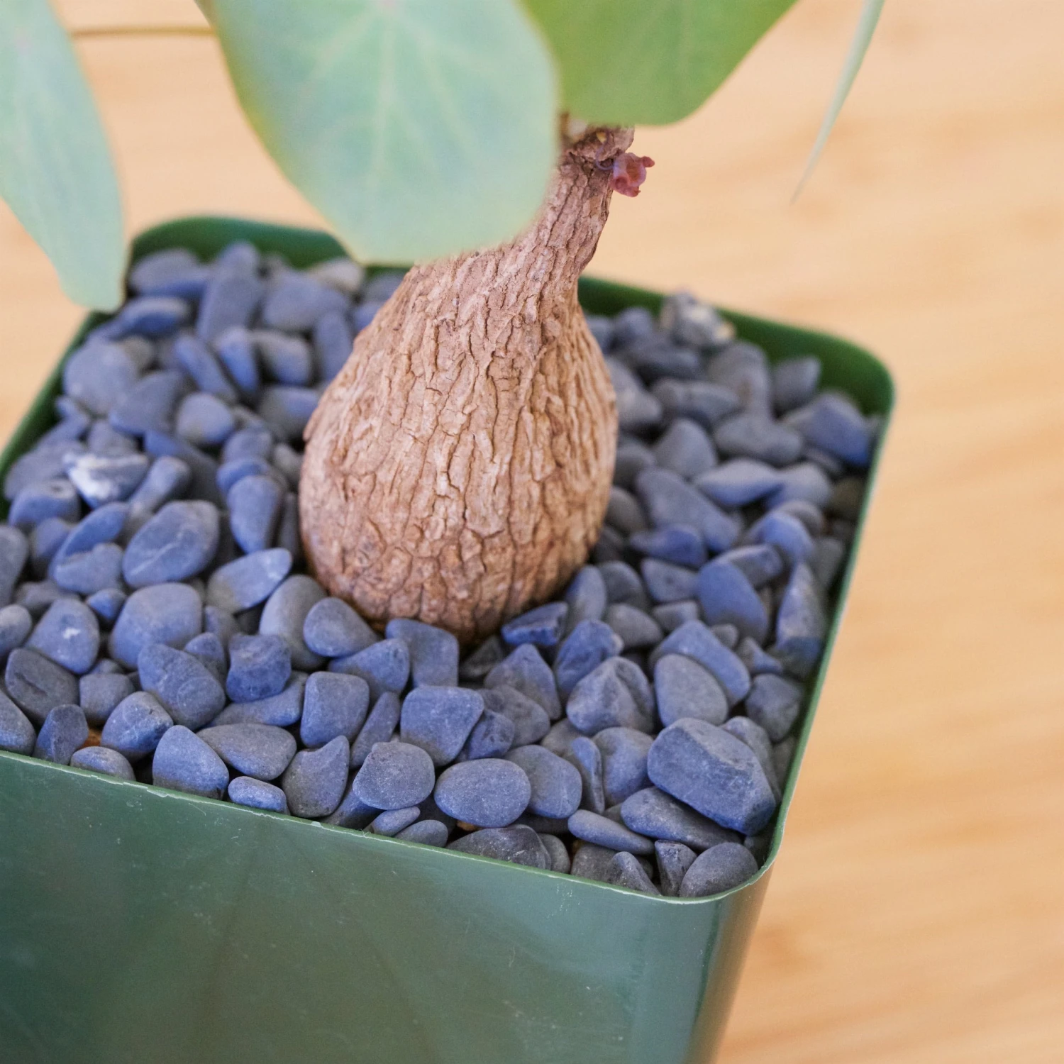 Stephania Venosa Medium 10 Stephania Venosa Medium - Image 10