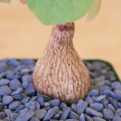 Stephania Venosa Medium 15 Stephania Venosa Medium -Cloud-Hidden Plants s753278155256112669 p265 i1 w2000