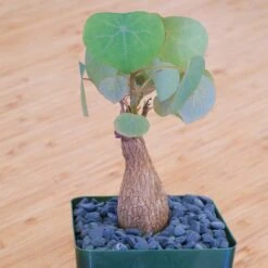 Stephania Venosa Medium 13 Stephania Venosa Medium -Cloud-Hidden Plants s753278155256112669 p265 i2 w1900