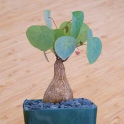 Stephania Venosa Medium