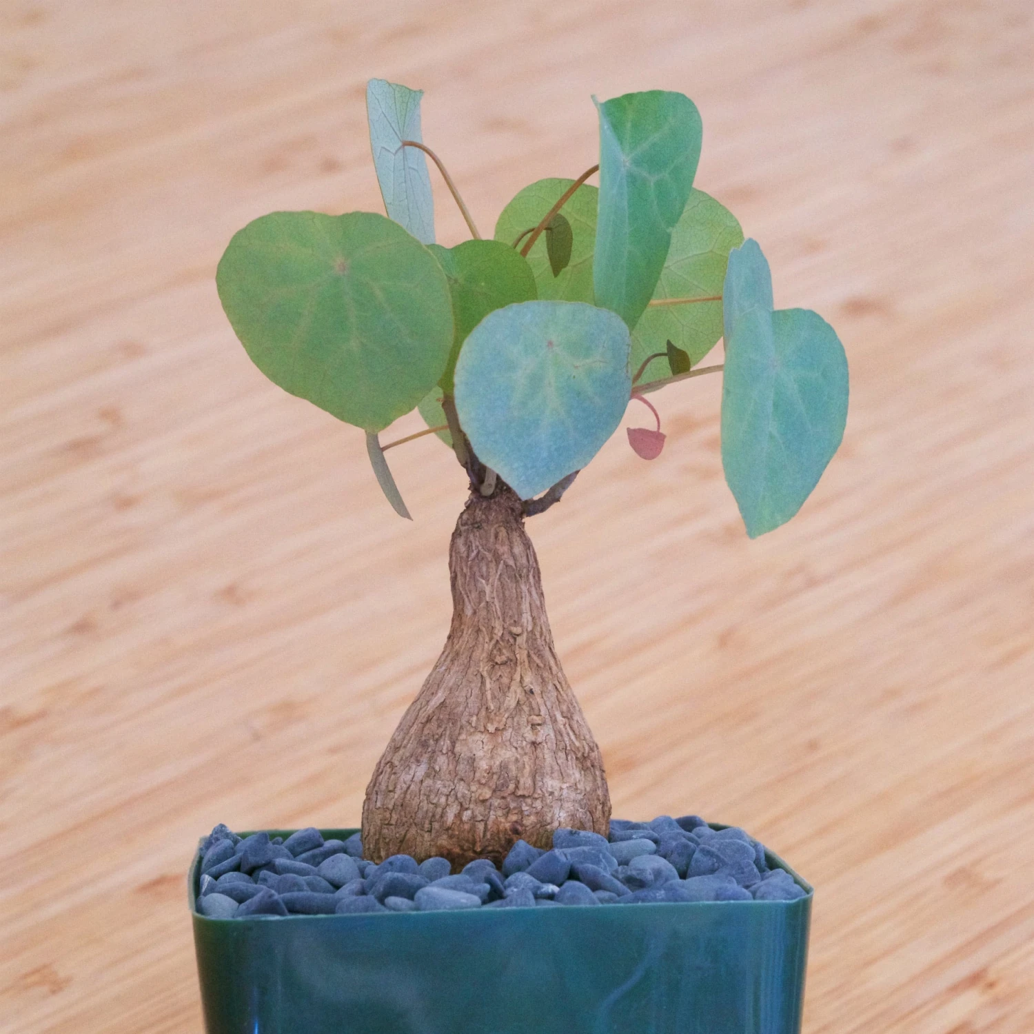 Stephania Venosa Medium 1 Stephania Venosa Medium