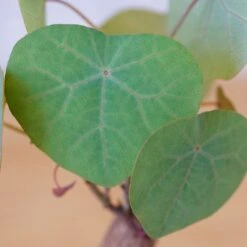 Stephania Venosa Medium 14 Stephania Venosa Medium -Cloud-Hidden Plants s753278155256112669 p265 i4 w1979